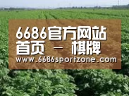 种植基地五